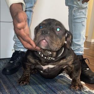 Meet your Posher, Rondo